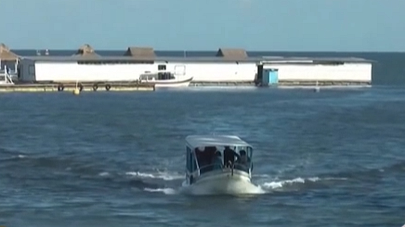 整頓！ 非法營(yíng)業(yè) 印尼巴厘島解救七只寬吻海豚