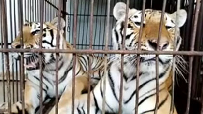 專(zhuān)家分析：老虎咬死飼養(yǎng)員事件 暴露哪些問(wèn)題？