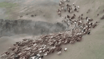 新疆福?？h43萬牲畜踏上夏季轉(zhuǎn)場路