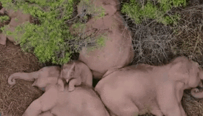 &ldquo;象&rdquo;往何處？ 亞洲象的&ldquo;正確睡姿&rdquo;什么樣？