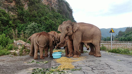 大象去哪兒？ 昨天野象群在玉溪易門活動(dòng)