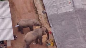 圈粉無數(shù)的&ldquo;大象旅行團&rdquo;走到哪兒了？