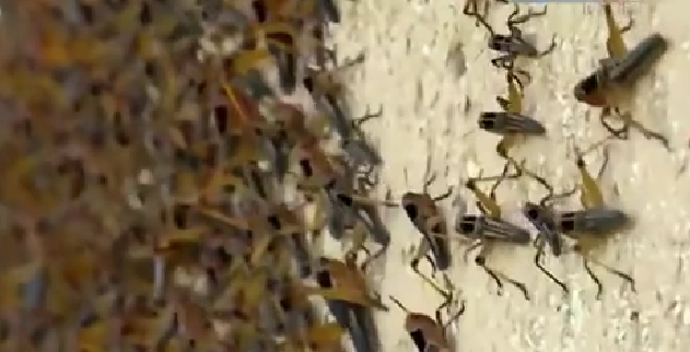 恐怖！ 漫天飛舞 俄邊疆區(qū)遭蝗蟲、瓢蟲侵襲