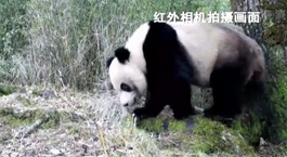 四川廣元：紅外相機記錄大熊貓頻繁&ldquo;走婚&rdquo;