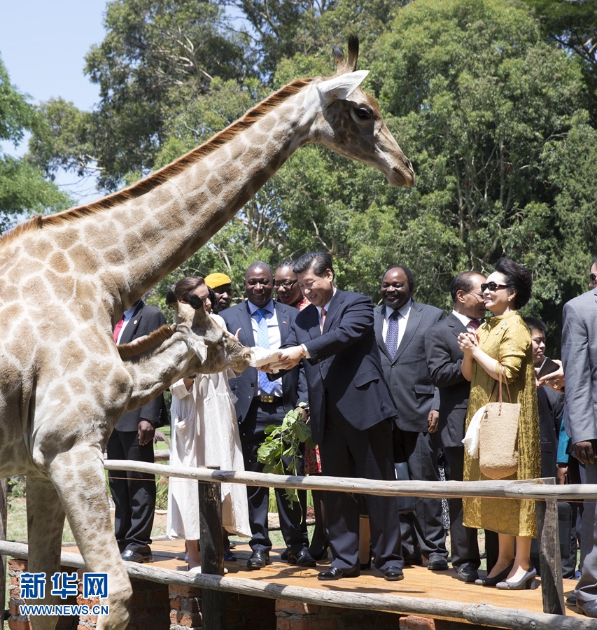 12月2日，國(guó)家主席習(xí)近平在津巴布韋考察野生動(dòng)物救助基地。在基地負(fù)責(zé)人陪同下，習(xí)近平和夫人彭麗媛察看了基地救助的野生動(dòng)物，并給大象、長(zhǎng)頸鹿遞喂水果、樹葉。新華社記者 黃敬文 攝 