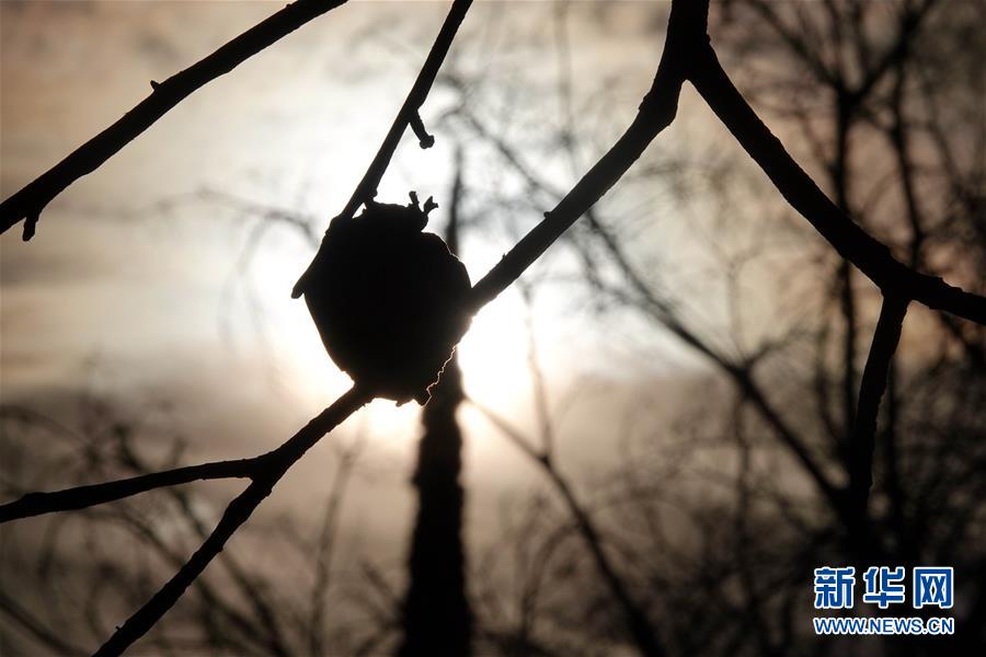 （國際&middot;圖文互動）（10）一場山火，讓這個(gè)冬天格外冷&mdash;&mdash;探訪美國加州山火災(zāi)區(qū)