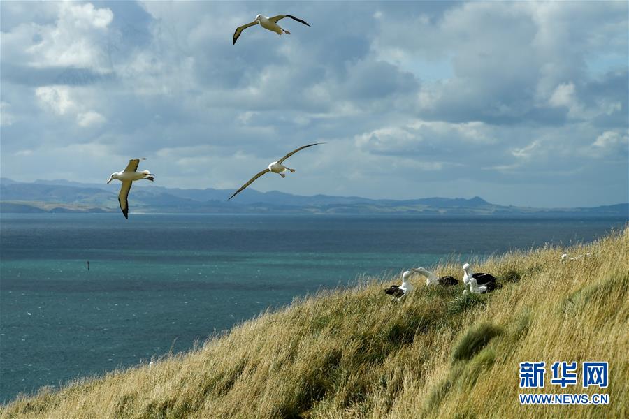 （國(guó)際&middot;圖文互動(dòng)）（8）通訊：探訪新西蘭泰厄羅阿角信天翁之家