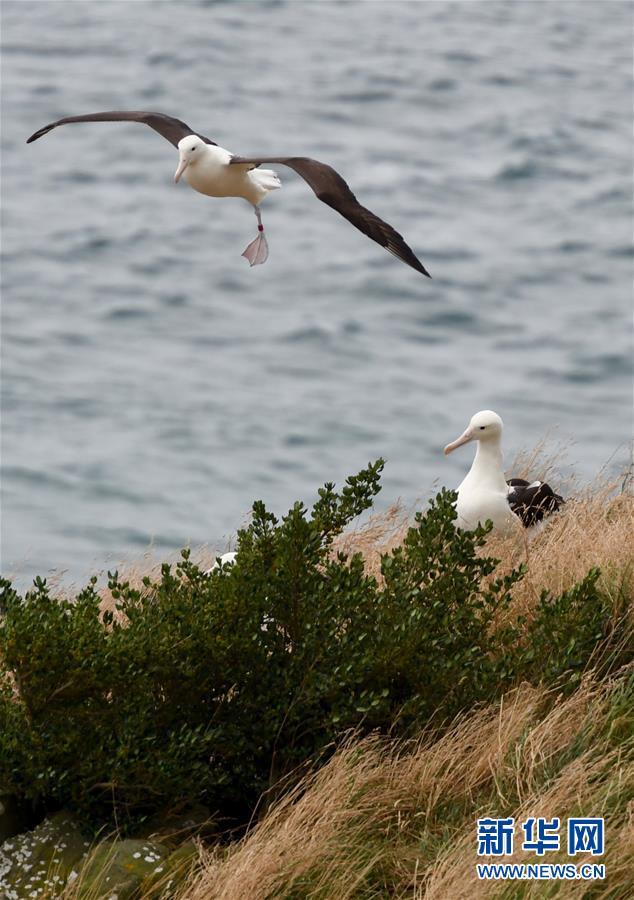 （國際&middot;圖文互動(dòng)）（10）通訊：探訪新西蘭泰厄羅阿角信天翁之家
