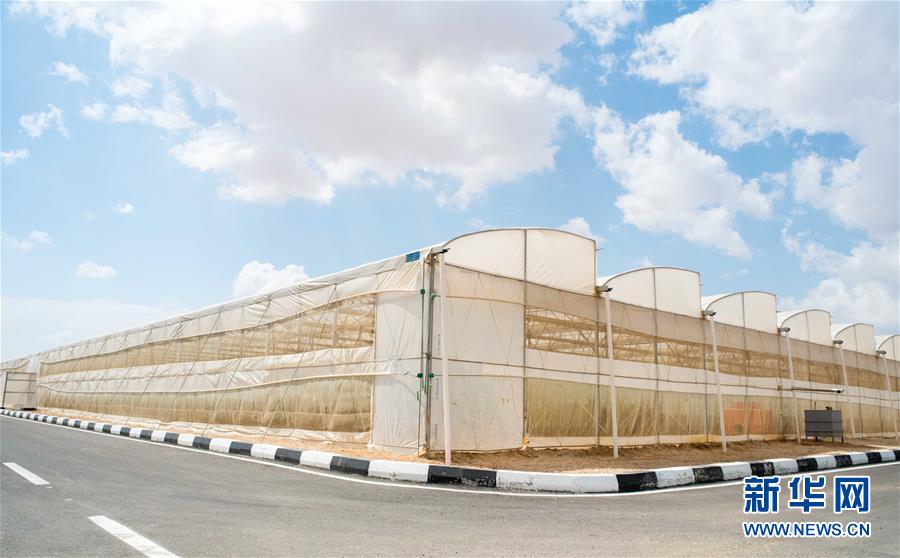 (國際·“一帶一路”高峰論壇·圖文互動(dòng))(1)荒漠正在成為瓜果飄香的綠洲——記中國國機(jī)重工埃及現(xiàn)代農(nóng)業(yè)溫室項(xiàng)目