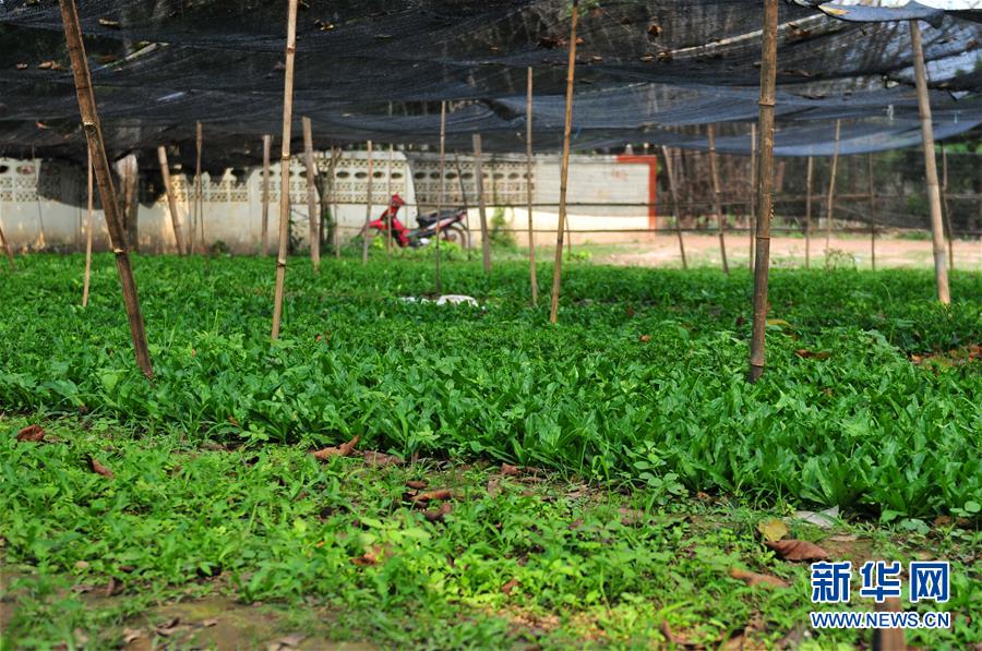 (國際·“一帶一路”高峰論壇·圖文互動(dòng))(3)蔬菜基地誕生記——中國技術(shù)讓老撾首都郊區(qū)農(nóng)戶受益匪淺