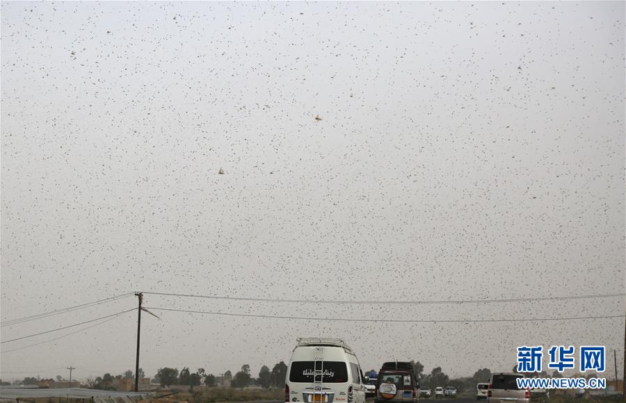 （國(guó)際）（1）也門(mén)遭遇蝗災(zāi)