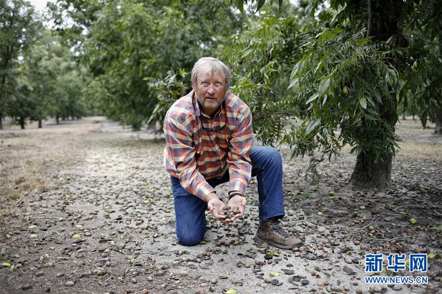 (國際·圖文互動)(4)通訊:期待美中盡早達(dá)成貿(mào)易協(xié)議——颶風(fēng)和關(guān)稅夾擊下的美國山核桃種植戶盼重回中國市場