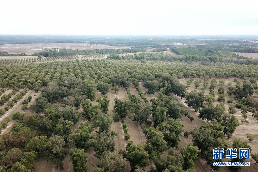 (國際·圖文互動)(6)通訊:期待美中盡早達(dá)成貿(mào)易協(xié)議——颶風(fēng)和關(guān)稅夾擊下的美國山核桃種植戶盼重回中國市場