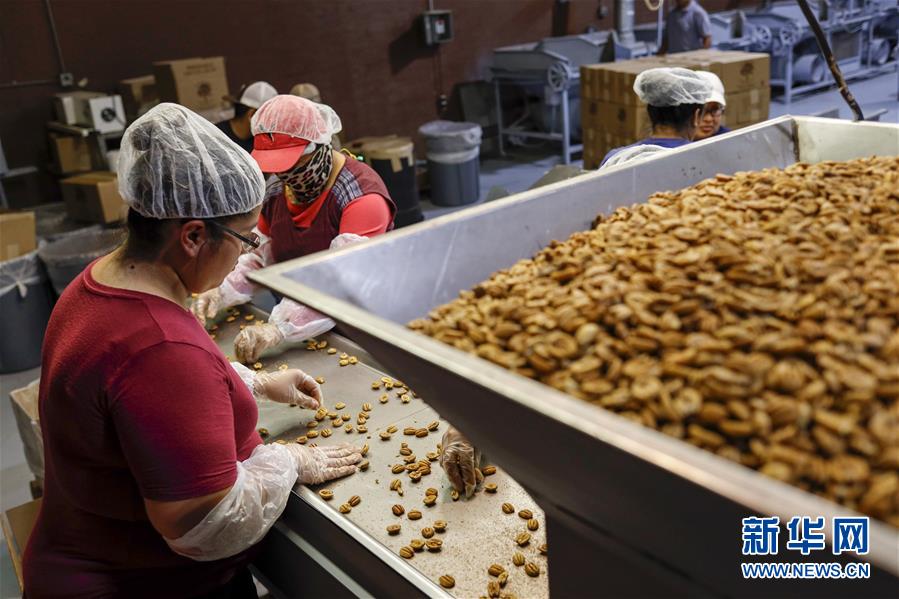 (國際·圖文互動)(7)通訊:期待美中盡早達(dá)成貿(mào)易協(xié)議——颶風(fēng)和關(guān)稅夾擊下的美國山核桃種植戶盼重回中國市場