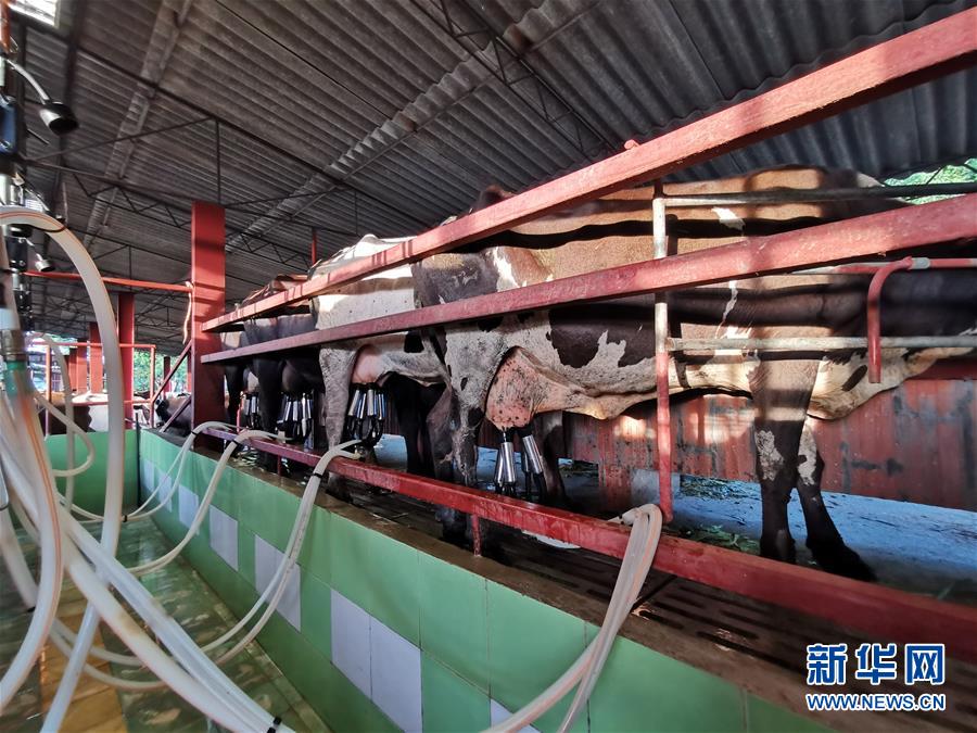 （國際&middot;圖文互動）（3）通訊：&ldquo;有機&rdquo;已成古巴農(nóng)民生活方式