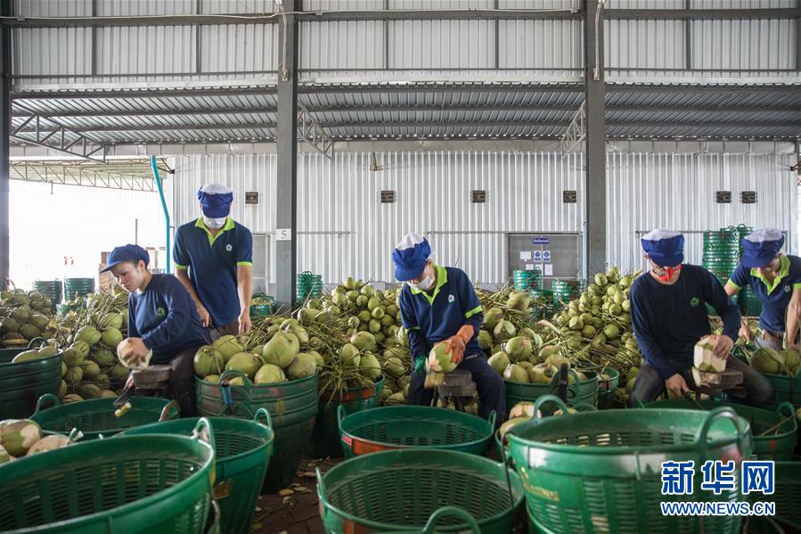 (第三屆進(jìn)博會(huì)·圖文互動(dòng))(3)通訊:椰香飄進(jìn)進(jìn)博會(huì) 市場(chǎng)開放共繁榮——一名泰國(guó)椰商的心聲