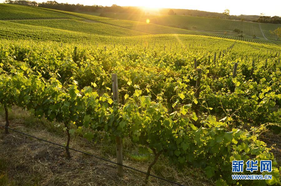 (第三屆進(jìn)博會·圖文互動)(1)專訪:進(jìn)博會是了解中國市場的好機(jī)會——訪澳大利亞諾瓦維塔葡萄酒集團(tuán)創(chuàng)始人卡臣