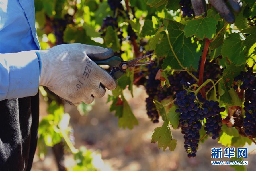 (第三屆進(jìn)博會·圖文互動)(2)專訪:進(jìn)博會是了解中國市場的好機(jī)會——訪澳大利亞諾瓦維塔葡萄酒集團(tuán)創(chuàng)始人卡臣