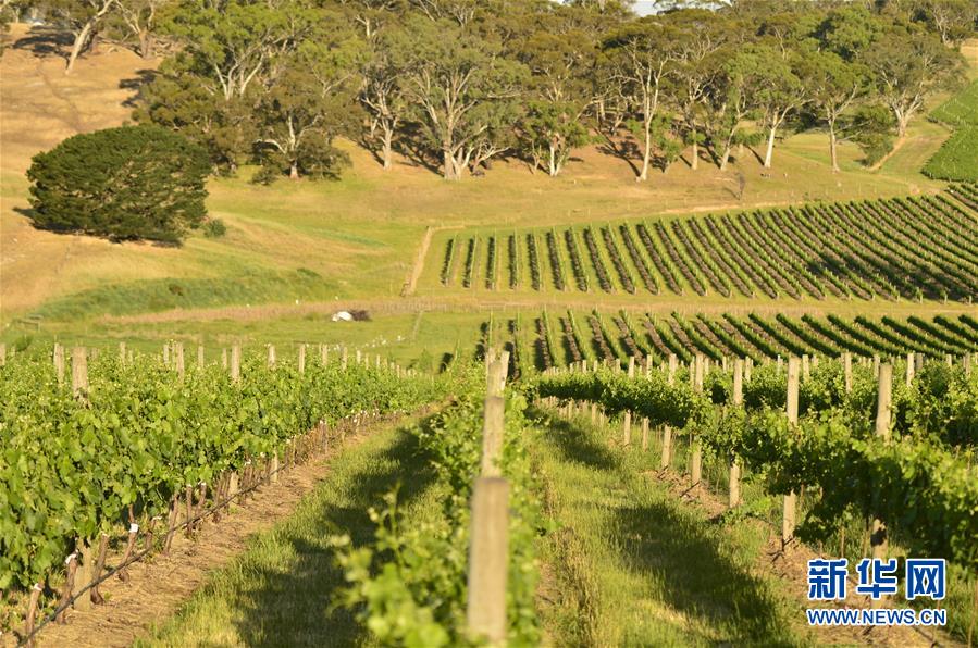 (第三屆進(jìn)博會·圖文互動)(5)專訪:進(jìn)博會是了解中國市場的好機(jī)會——訪澳大利亞諾瓦維塔葡萄酒集團(tuán)創(chuàng)始人卡臣