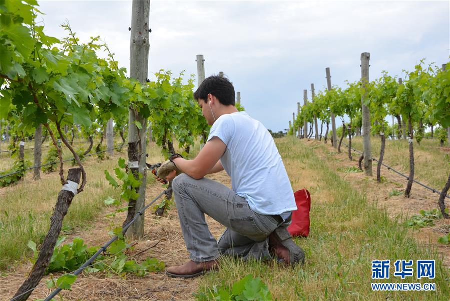 (第三屆進(jìn)博會·圖文互動)(7)專訪:進(jìn)博會是了解中國市場的好機(jī)會——訪澳大利亞諾瓦維塔葡萄酒集團(tuán)創(chuàng)始人卡臣