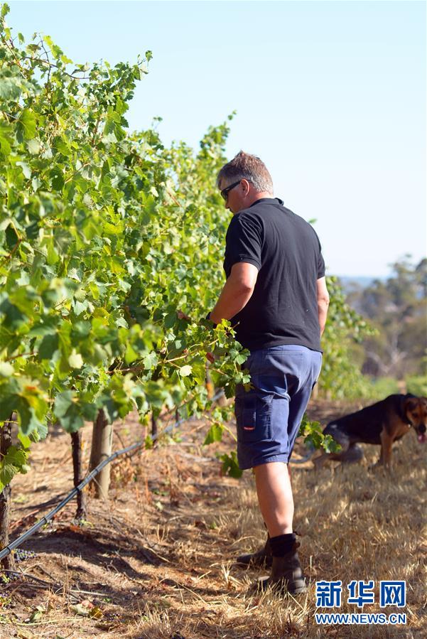 (第三屆進(jìn)博會·圖文互動)(8)專訪:進(jìn)博會是了解中國市場的好機(jī)會——訪澳大利亞諾瓦維塔葡萄酒集團(tuán)創(chuàng)始人卡臣
