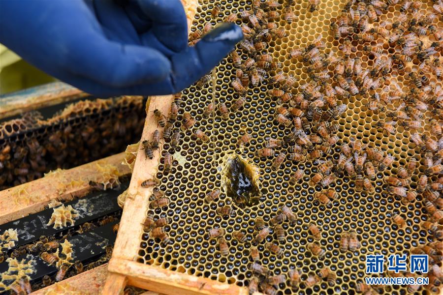 （第三屆進(jìn)博會&middot;圖文互動）（6）通訊：新西蘭的進(jìn)博會味道，甜