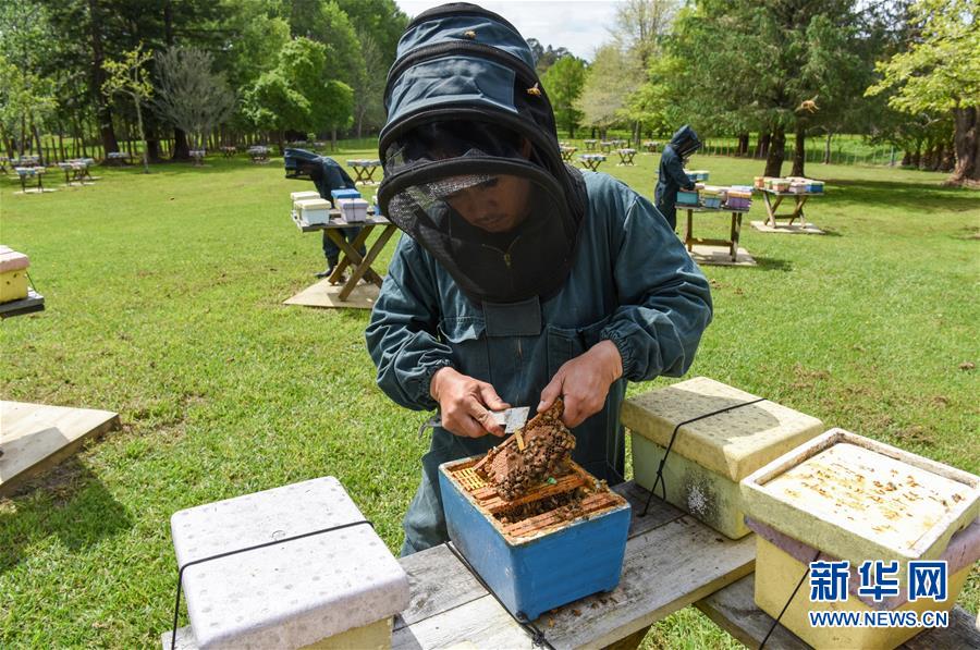 （第三屆進(jìn)博會(huì)&middot;圖文互動(dòng)）（7）通訊：新西蘭的進(jìn)博會(huì)味道，甜