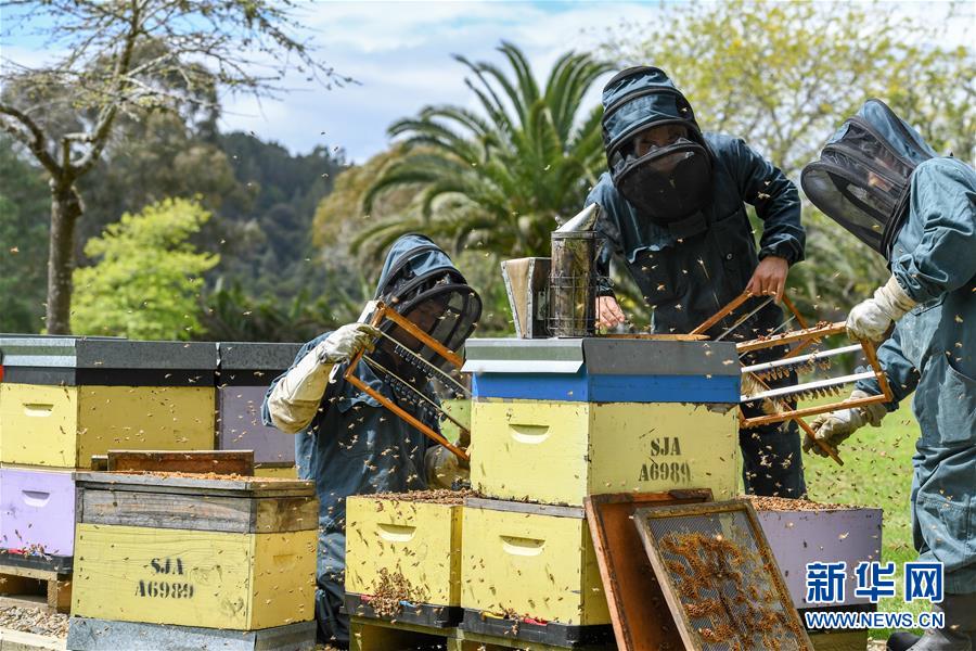 （第三屆進(jìn)博會(huì)&middot;圖文互動(dòng)）（8）通訊：新西蘭的進(jìn)博會(huì)味道，甜