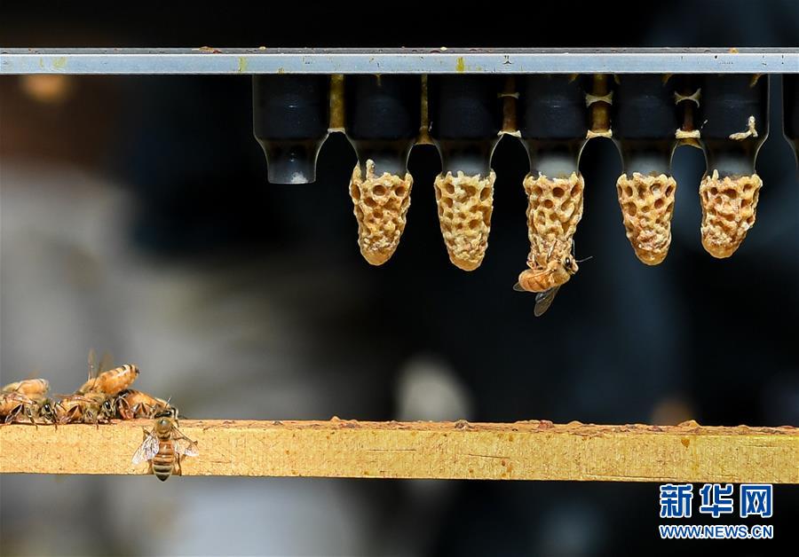 （第三屆進(jìn)博會(huì)&middot;圖文互動(dòng)）（9）通訊：新西蘭的進(jìn)博會(huì)味道，甜