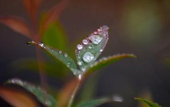 江蘇揚(yáng)州：&ldquo;白露&rdquo;知秋