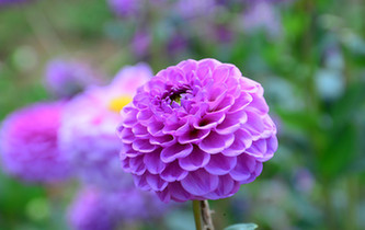 宛如童話世界！昆明撈魚河濕地公園8萬株大麗花綻放