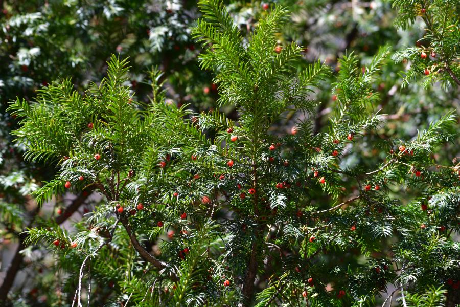 時(shí)隔40多年，我國(guó)再度發(fā)現(xiàn)珍稀瀕危植物密葉紅豆杉種群