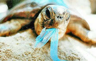 你隨手一扔，也許就毀掉它們的一生！