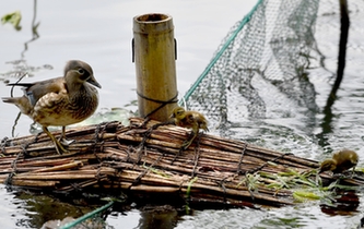 超有愛(ài)！西湖里的鴛鴦&ldquo;愛(ài)心橋&rdquo;升級(jí)